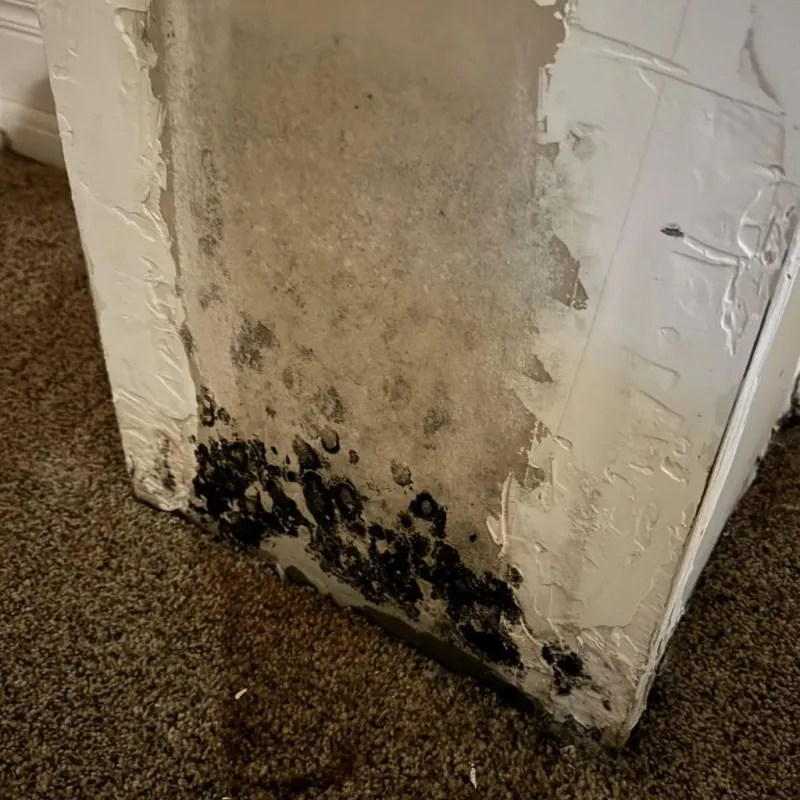 Professional Mold Removal in Nashua, IA
